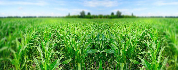 AGRICULTURE hero image